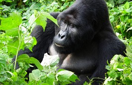 Ontmoeting met de Gorilla’s