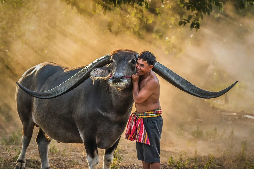 Plateau des bolovens