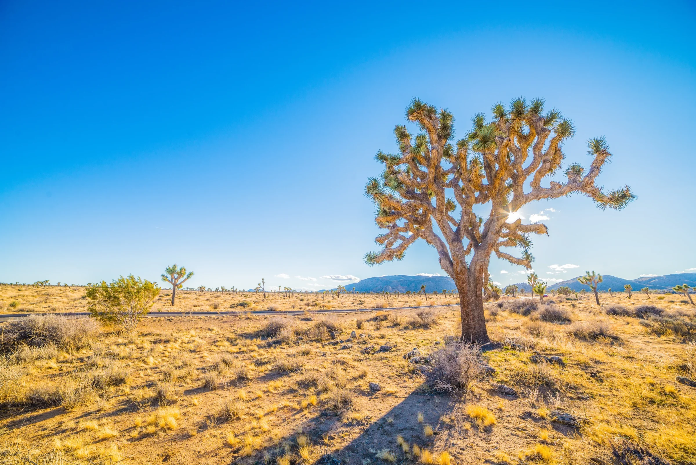 Joshua Tree national park